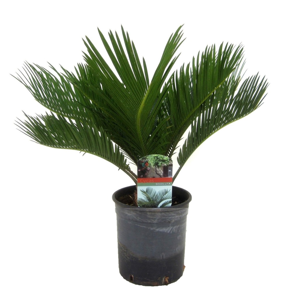 Cycas revoluta - fern palm - pot 15cm - hauteur 45-60cm
