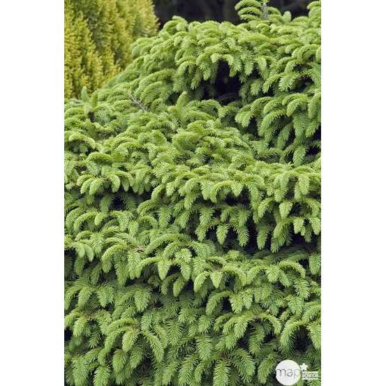 Picea abies Nidiformis, H : 30/40 cm ctr 4L