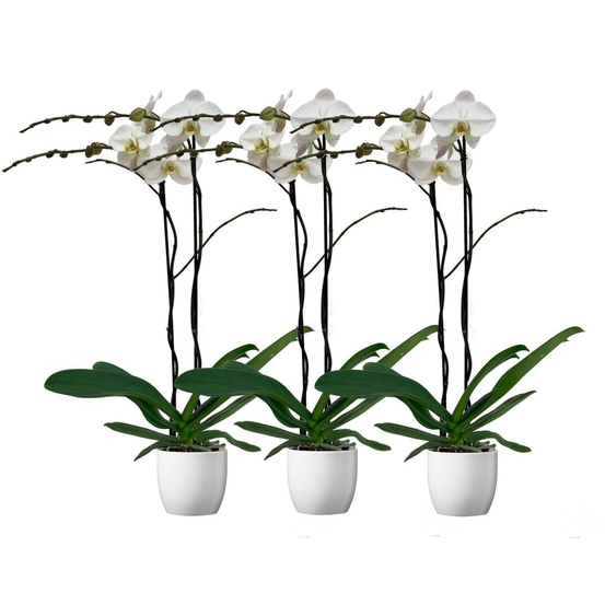 Orchidée Phalaenopsis 'Tsarine' 2 tiges - pot D.17 cm