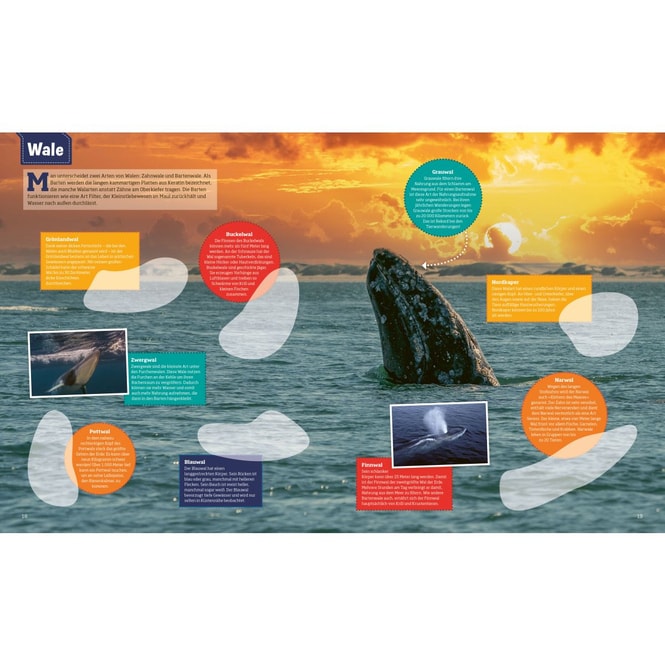 WAS IST WAS - Ozeane - Stickerheft - Mit vielen Stickern