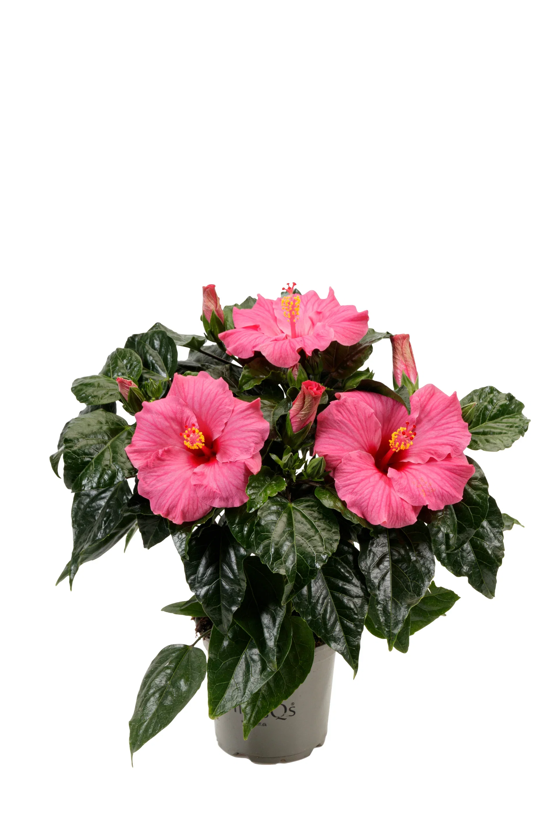Hibiscus Hawaiirose Høyde 25 cm