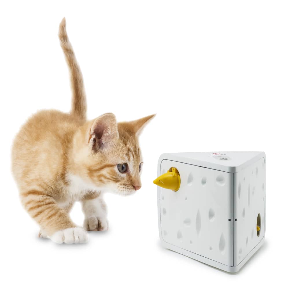 Gato de isca