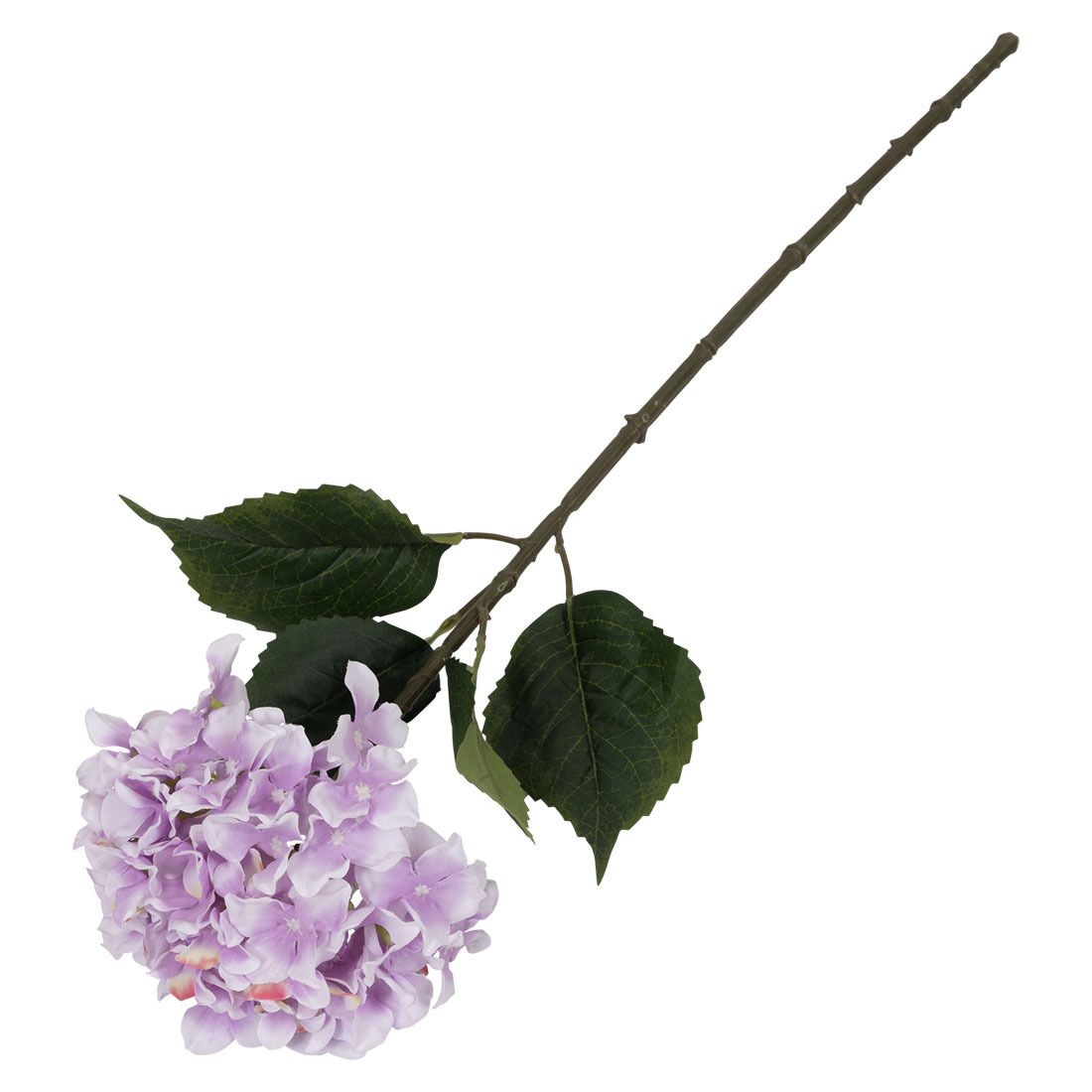 Hortensia blomst