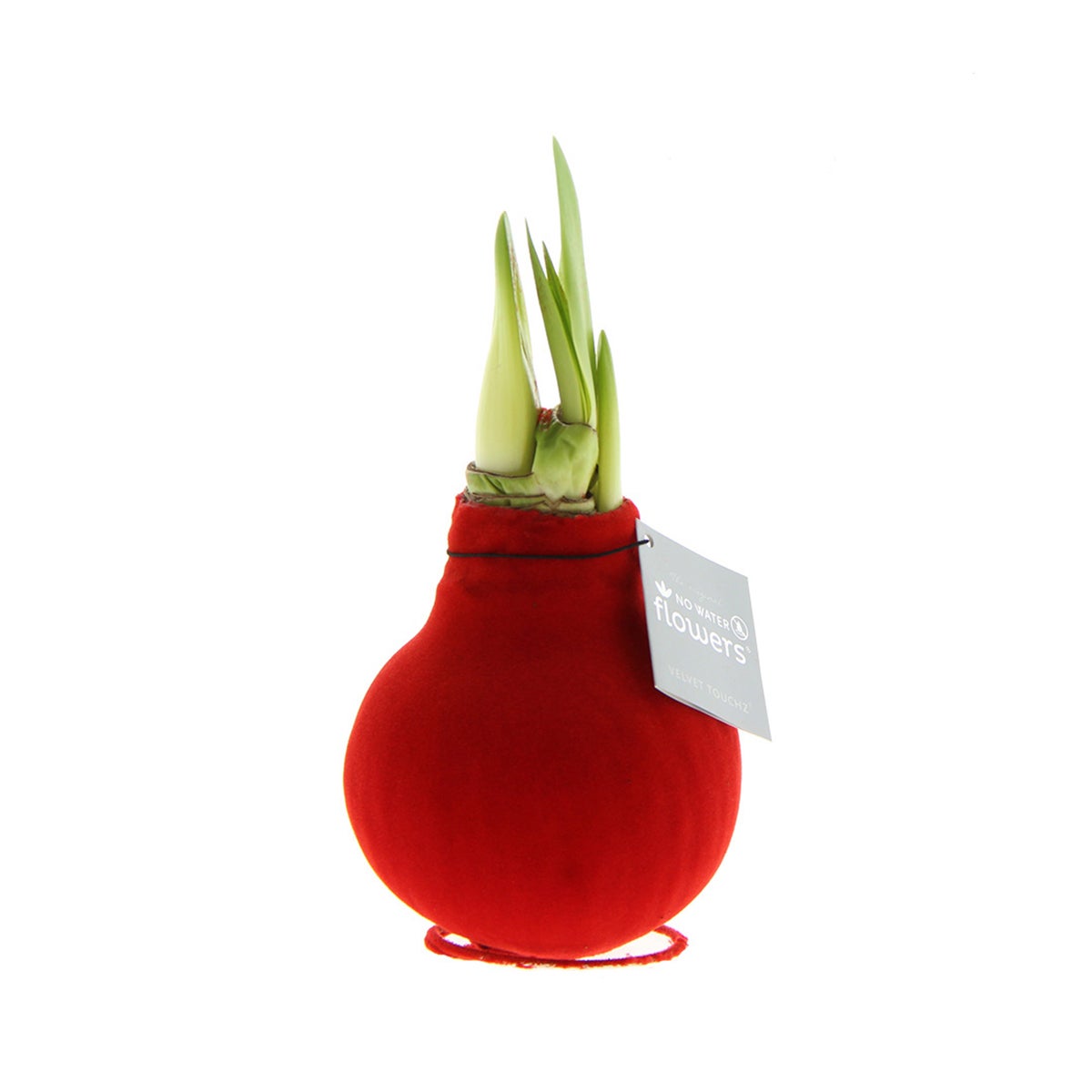 Bloomique – Amaryllisbol in wax – rode fluwelen coating – bloembol – niet voor waterbloemen – kerstdecoratie – 15–25 cm hoog bij levering – groeit tot 40–60 cm hoog – 10 cm diameter