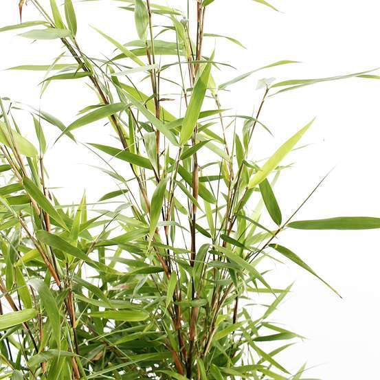 Bambou non-traçant fargesia scabrida 'Asian Wonder': pot de 3 litres