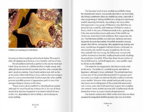 Rock Pool: Extraordinary Encounters Between the Tides (Paperback)