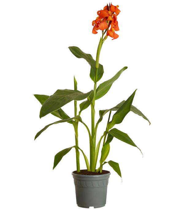 Indisches Blumenrohr, verschiedene Sorten