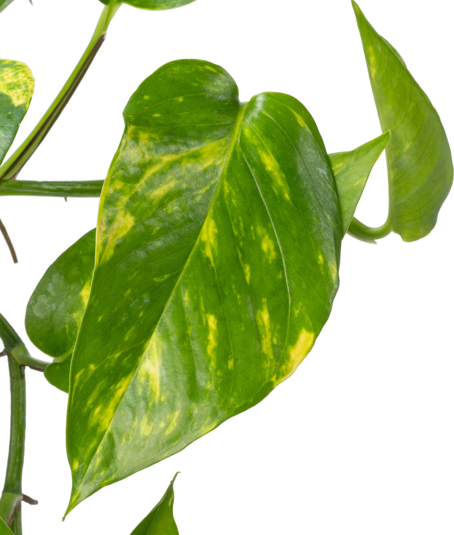 Biologische Drakenklimop (Epipremnum) D 11 H 15 cm