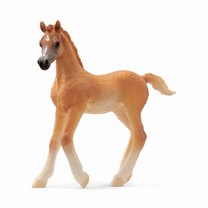 HORSE CLUB - Araber Fohlen