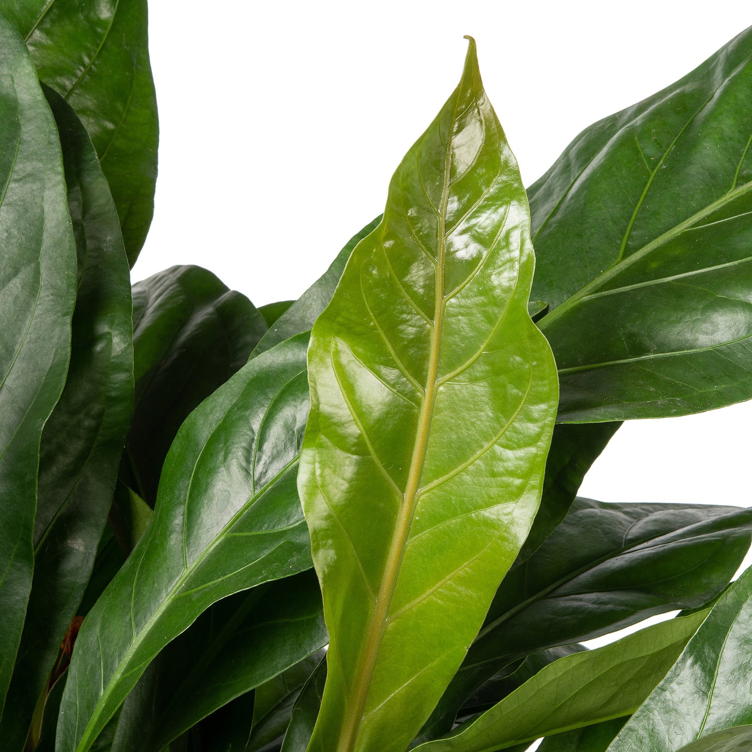 Flamingoplant (Anthurium ellipticum 'Jungle Bush') D 24 H 50 cm