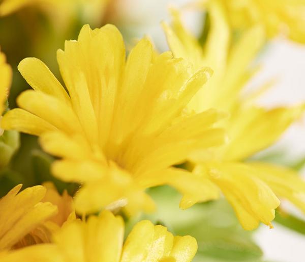 Mittagsblume 'Firespinner', verschiedene