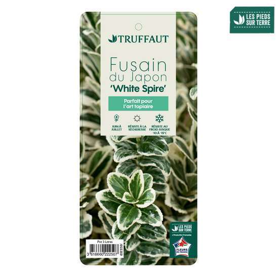 Euonymus 'White Spire' pot 3L