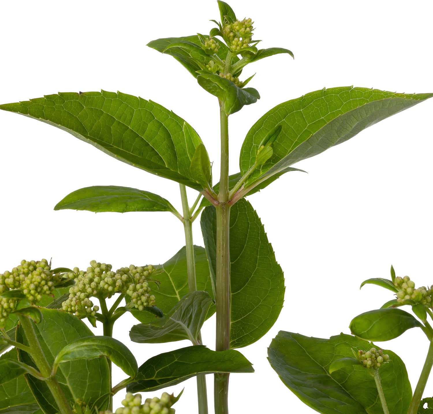 Pluimhortensia (Hydrangea paniculata 'Dharuma') D 20 H 40 cm