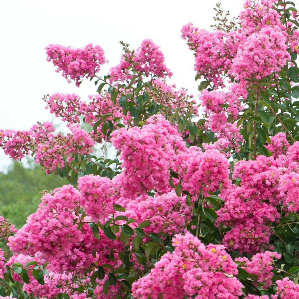 Lilas des indes indica rose/lagerstroemia indica rose[-]pot de 7,5l - 60/80 cm