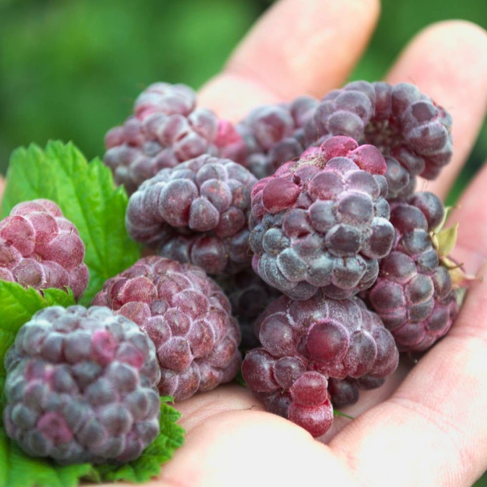 Framboisier idaeus glen coe/rubus idaeus glen coe[-]pot de 1,5l - 20/50 cm