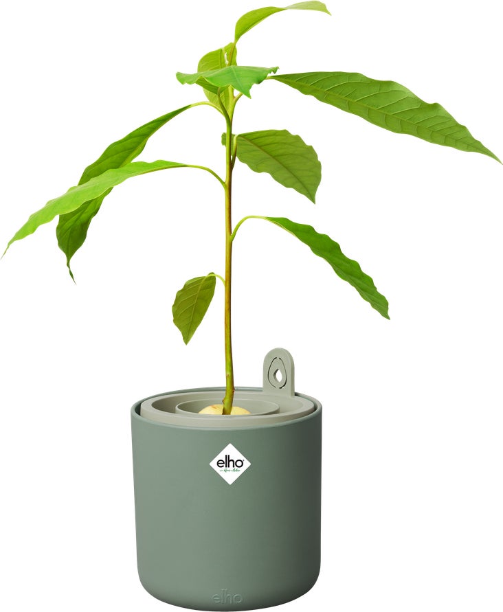 Elho kweekpot Amazing Avocado groen D 12 H 12,1 cm