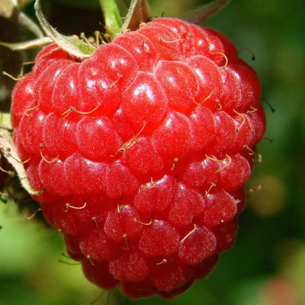 Framboisier rouge 'heritage' - conteneur 1,5l