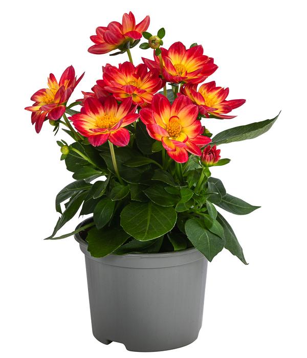 Zwergdahlie, verschiedene Farben