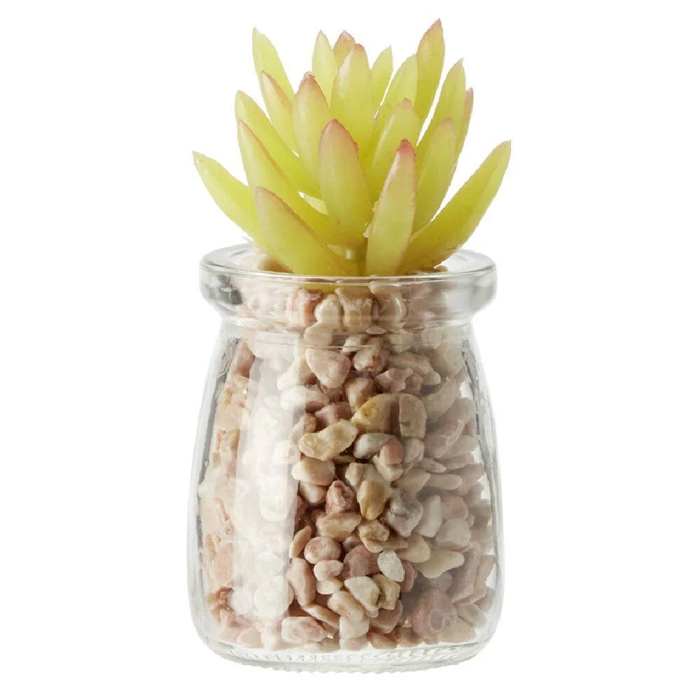 Plante en pot avec cailloux Ø5,5 cm