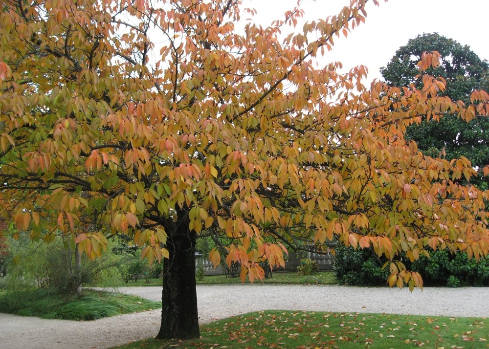 Kit cadeau - cerisier du japon - 30 graines - prunus serrulata