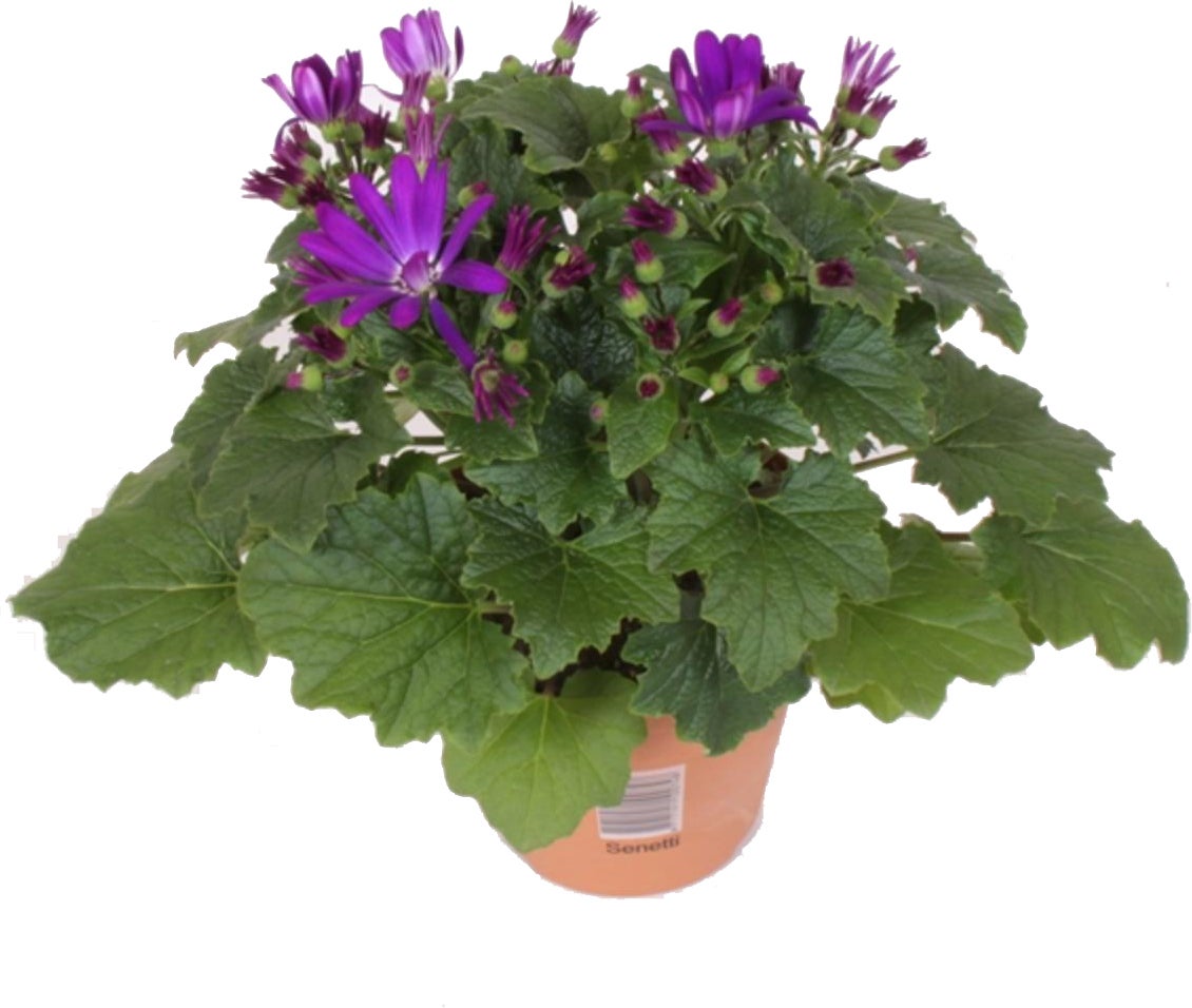Kruiskruid (Senecio 'Senetti Violet') D 15 H 30 cm
