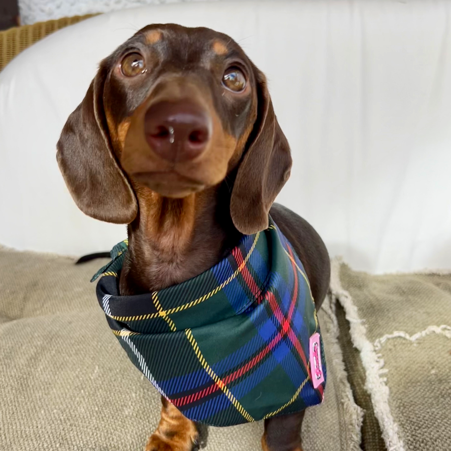 Conjunto de bandana e elástico de cabelo - Tartan de caça da Cornualha