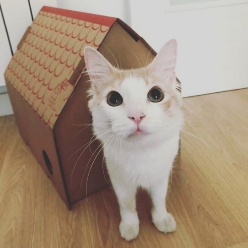Casinha de papelão marrom para gatos da Frankie