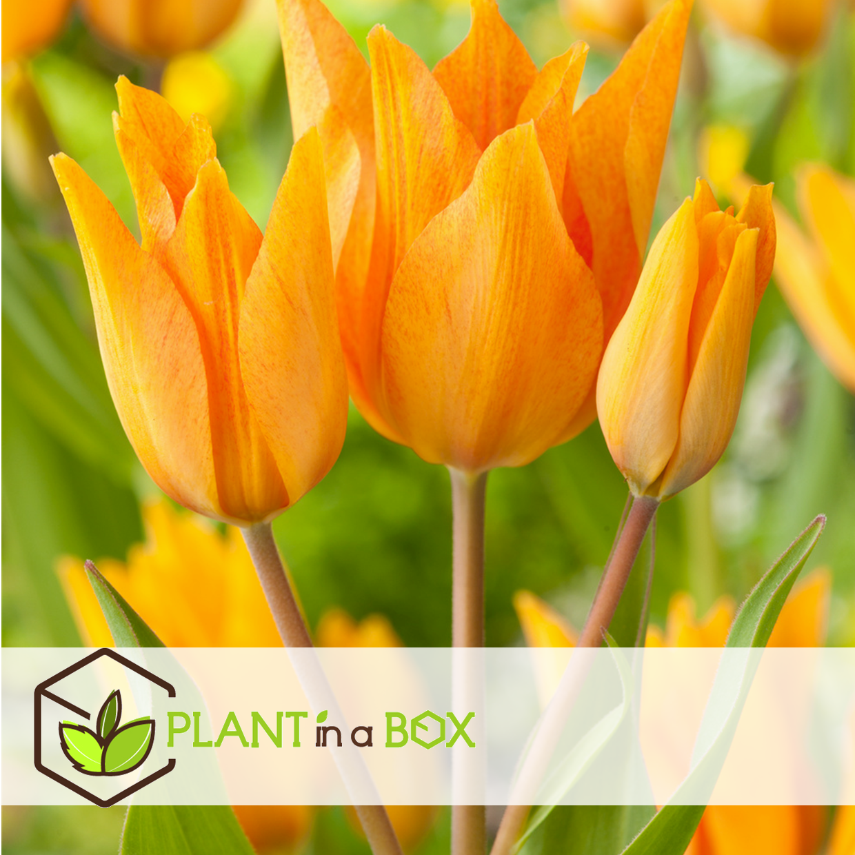 Tulipa praestans shogun - bulbes à fleurs x40 - tulipe - orange
