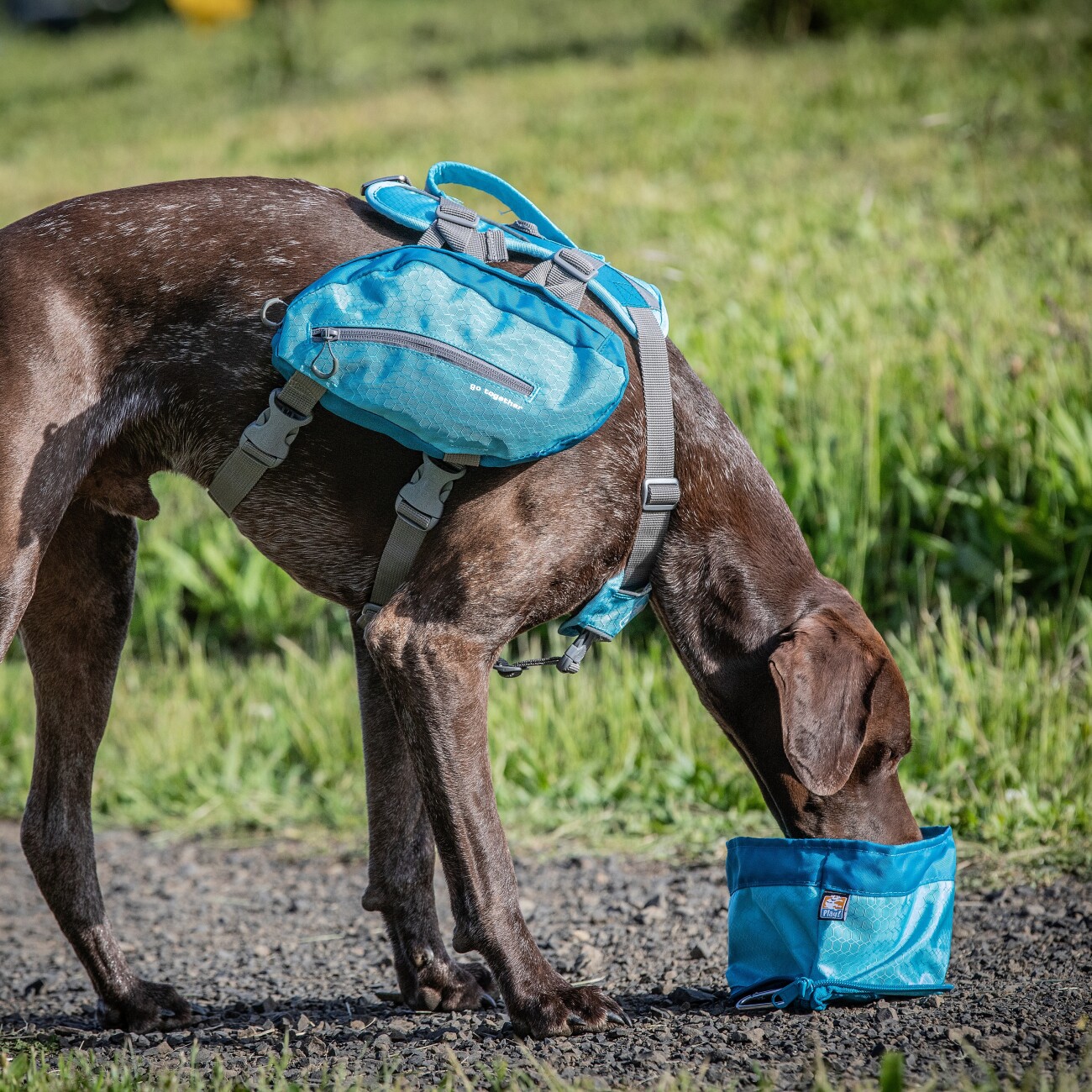 Kurgo Zusammenklappbarer Futter- und Wassernapf für Hunde