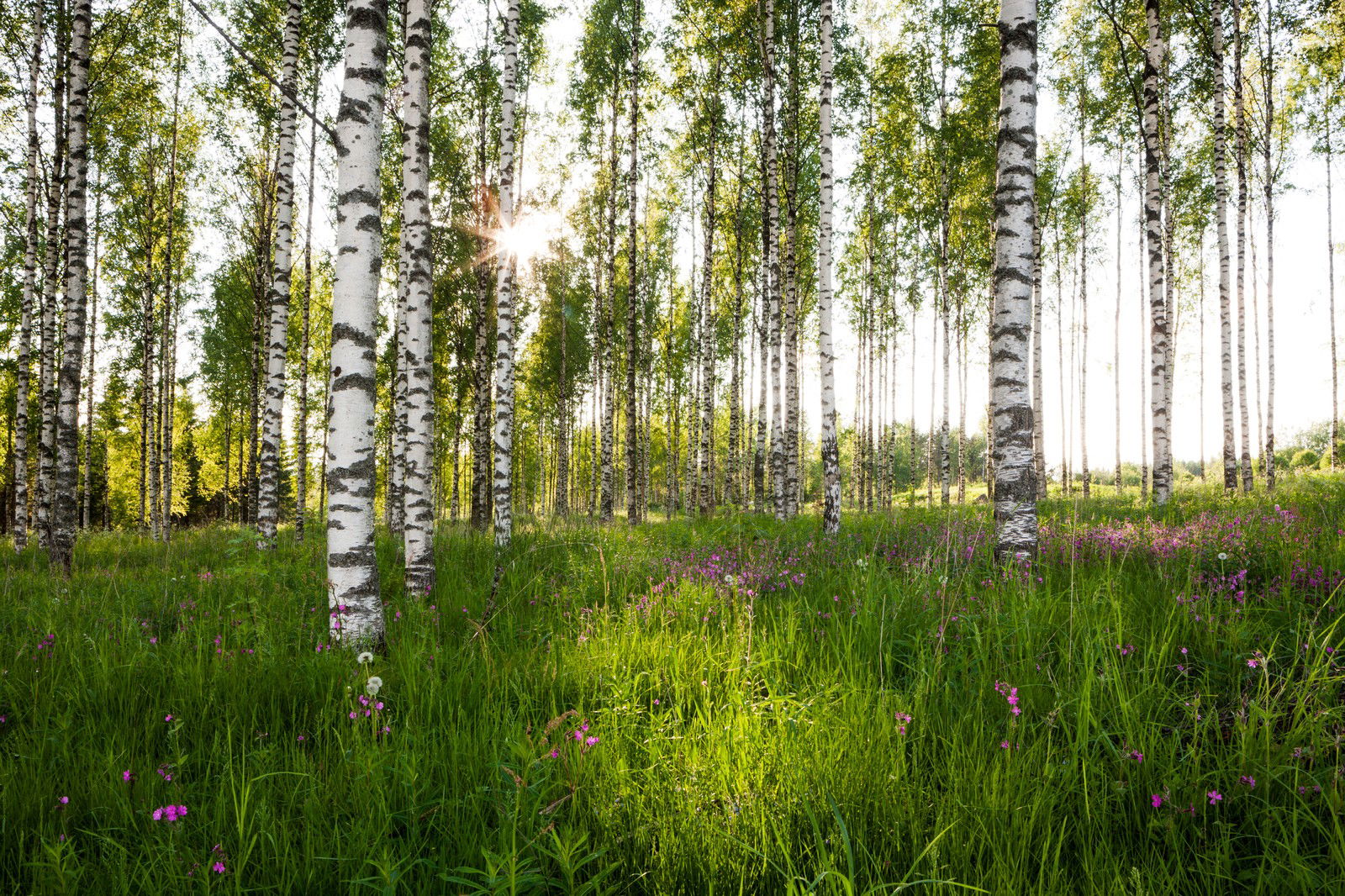 Birkenwald 7 by André Wagner - Limited Edition. Edition of: 150. Signed.