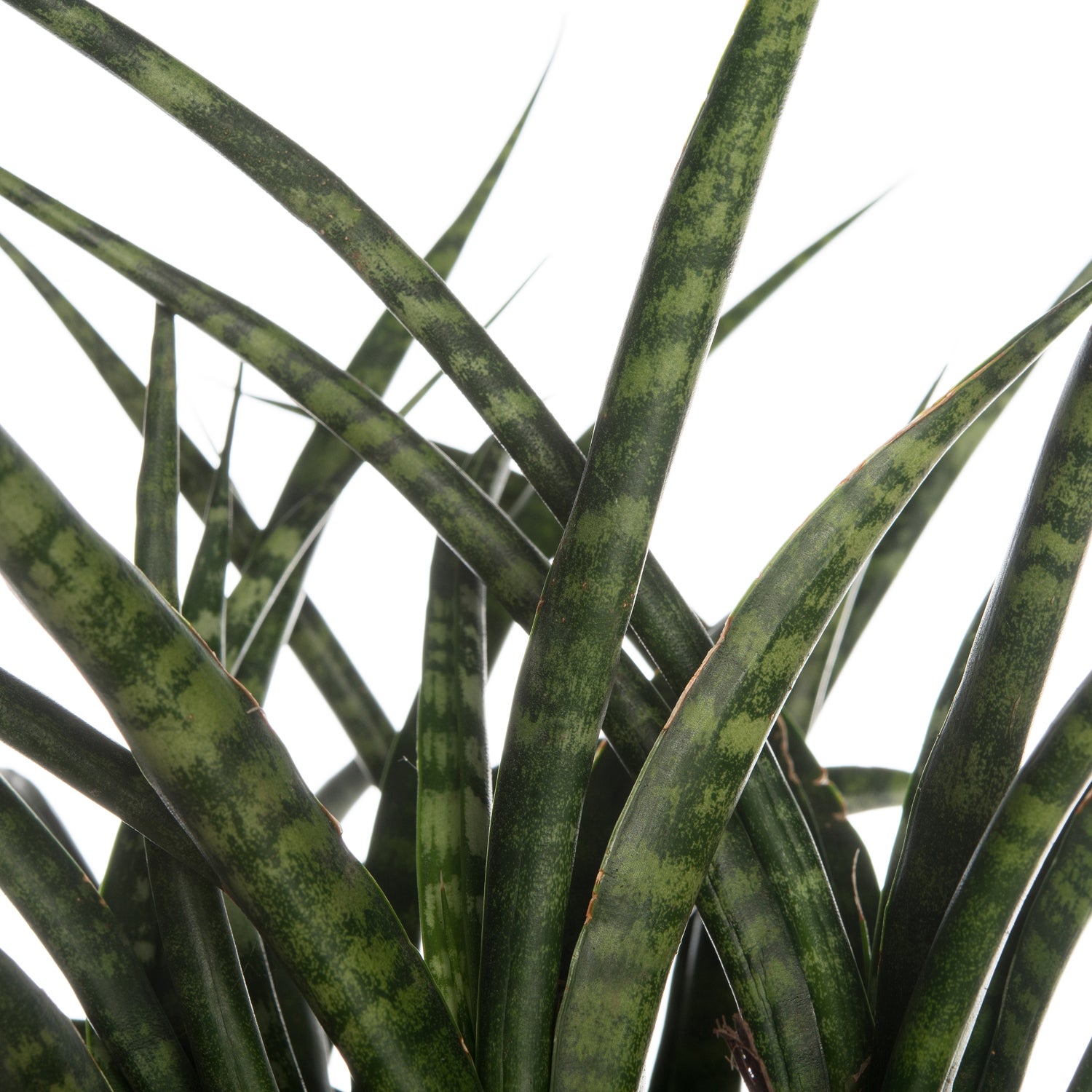 Vrouwentong (Sansevieria 'Fernwood Punk') D 12 H 30 cm
