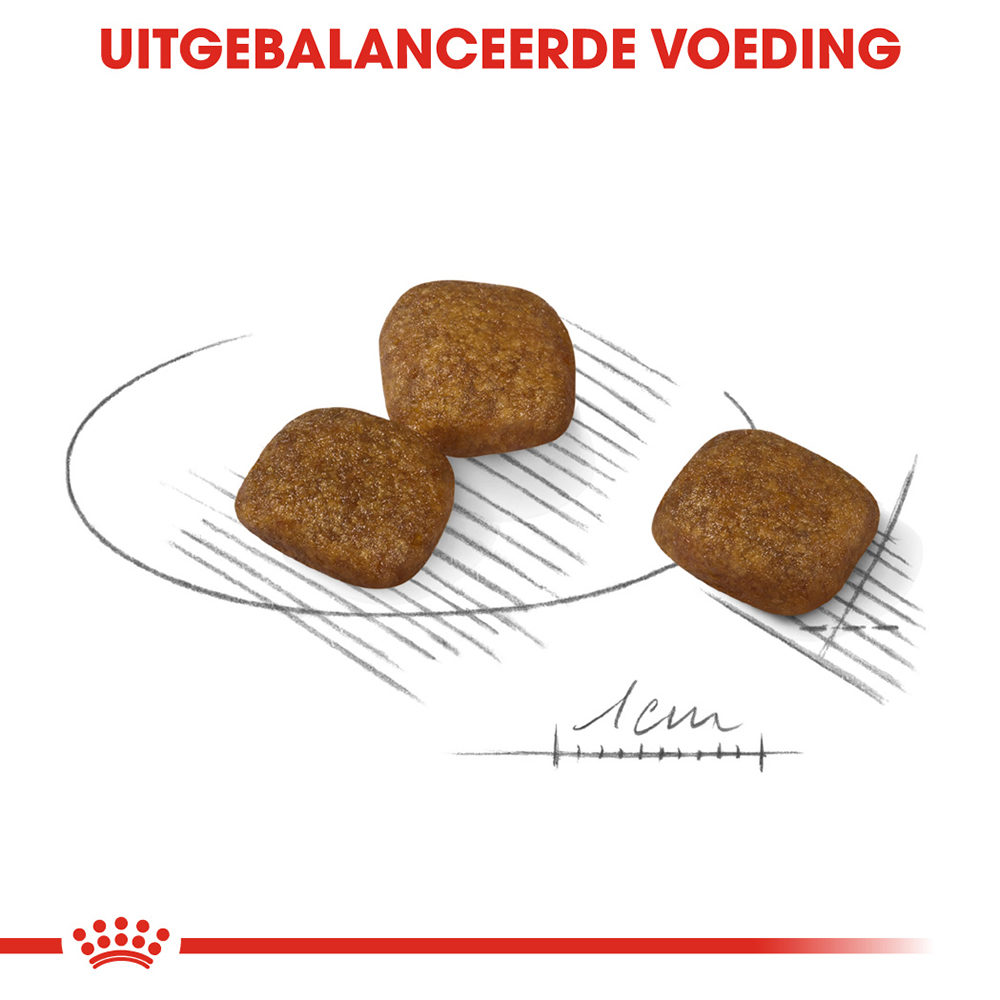 Royal Canin Mini Coat Care - Hondenvoer