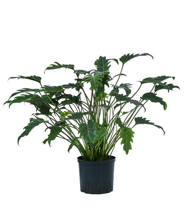 Baumfreund - Philodendron cultivars 'Xanadu',