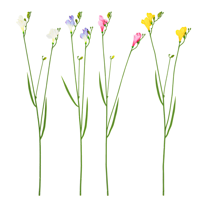 Tige de freesia