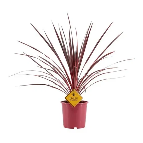 Cordyline australis 'Charlie Boy' Australdrakelilje 'Charlie Boy’ Ø17 cm