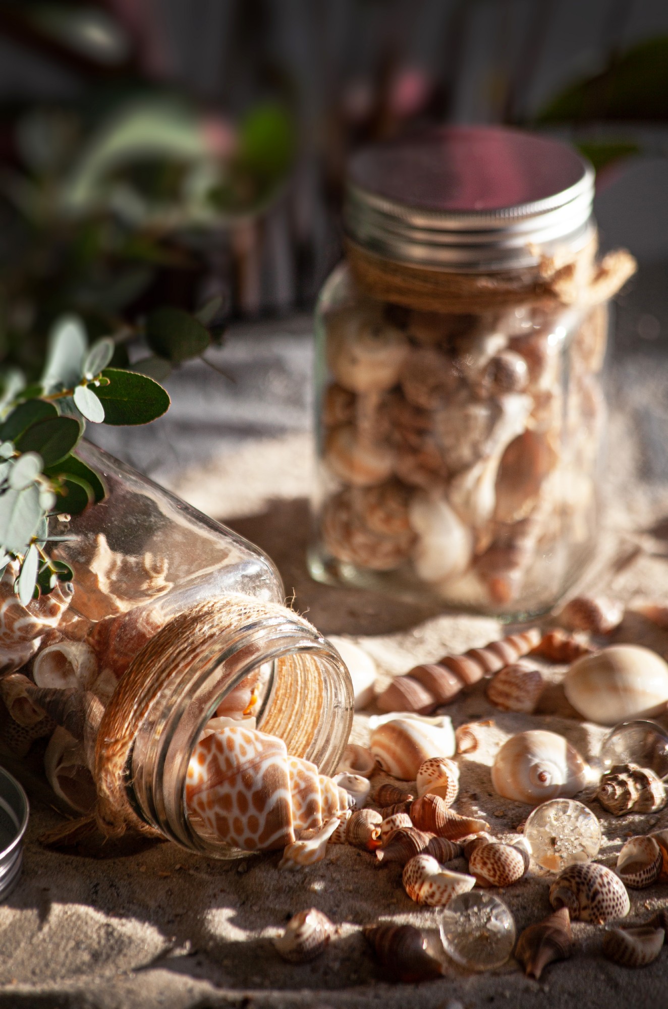 Muscheln & Schnecken im Glas, H 11 cm, B 7 cm, L 7 cm von fischer's lagerhaus