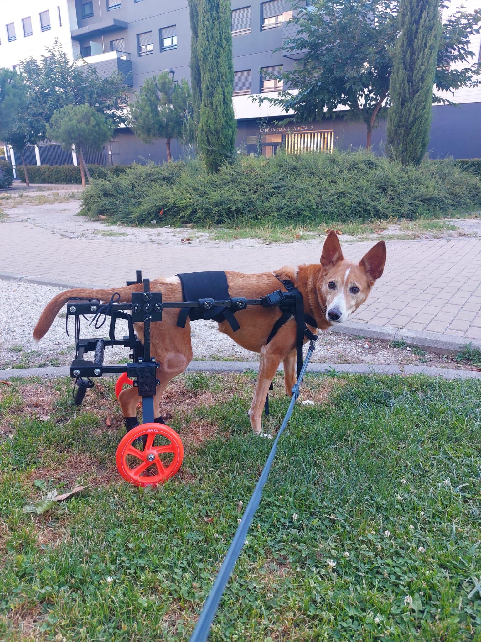 CADEIRA DE RODAS PARA CÃES GRANDES