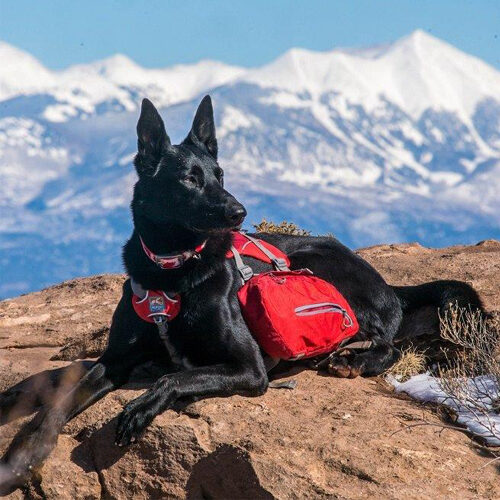 Kurgo Baxter Backpack