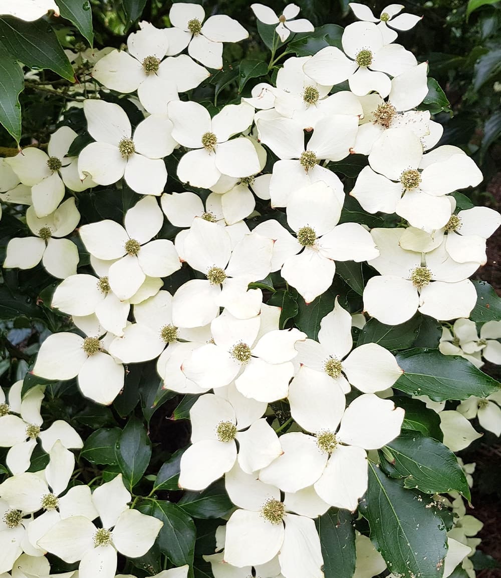 Hartriegel 'Flower Tower'