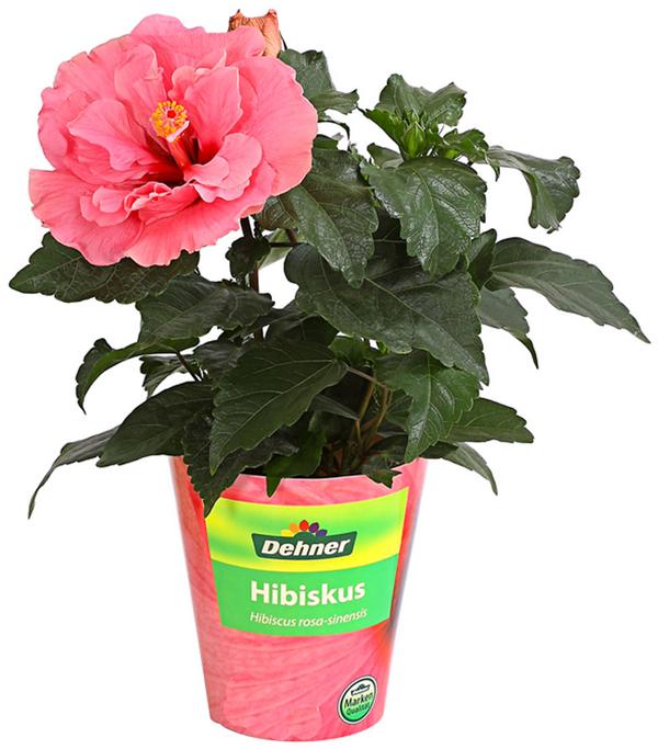 Zimmerhibiskus - Hibiscus rosa-sinensis,