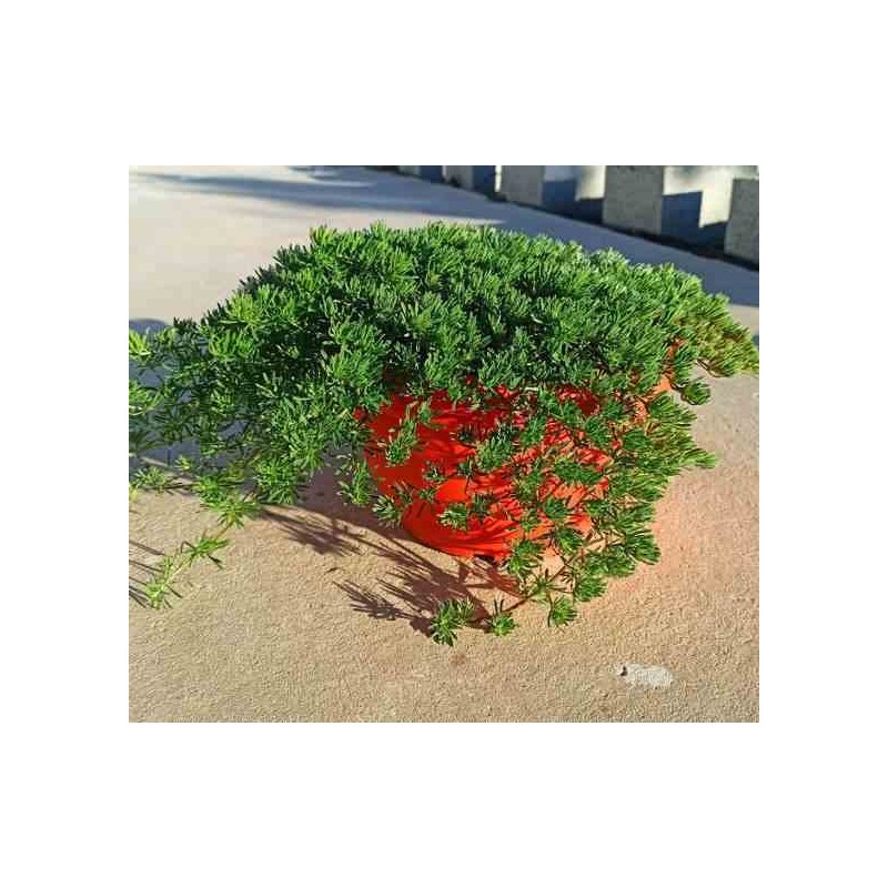 Lotus berthelotii (bec de perroquet ) taille pot de 6 litres ? 30/40 cm