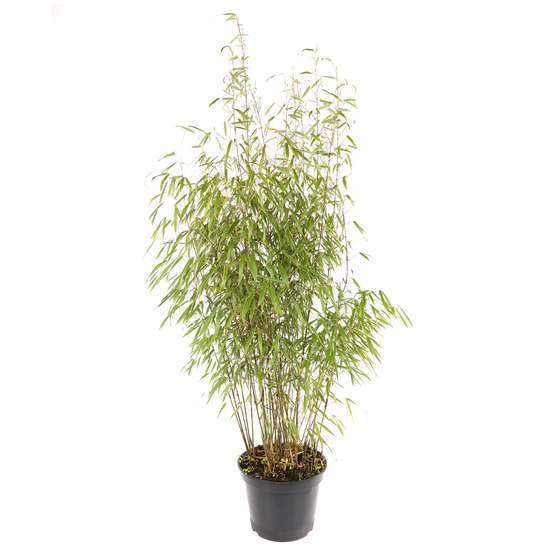 Bambou non-traçant fargesia scabrida 'Asian Wonder': pot de 12 litres