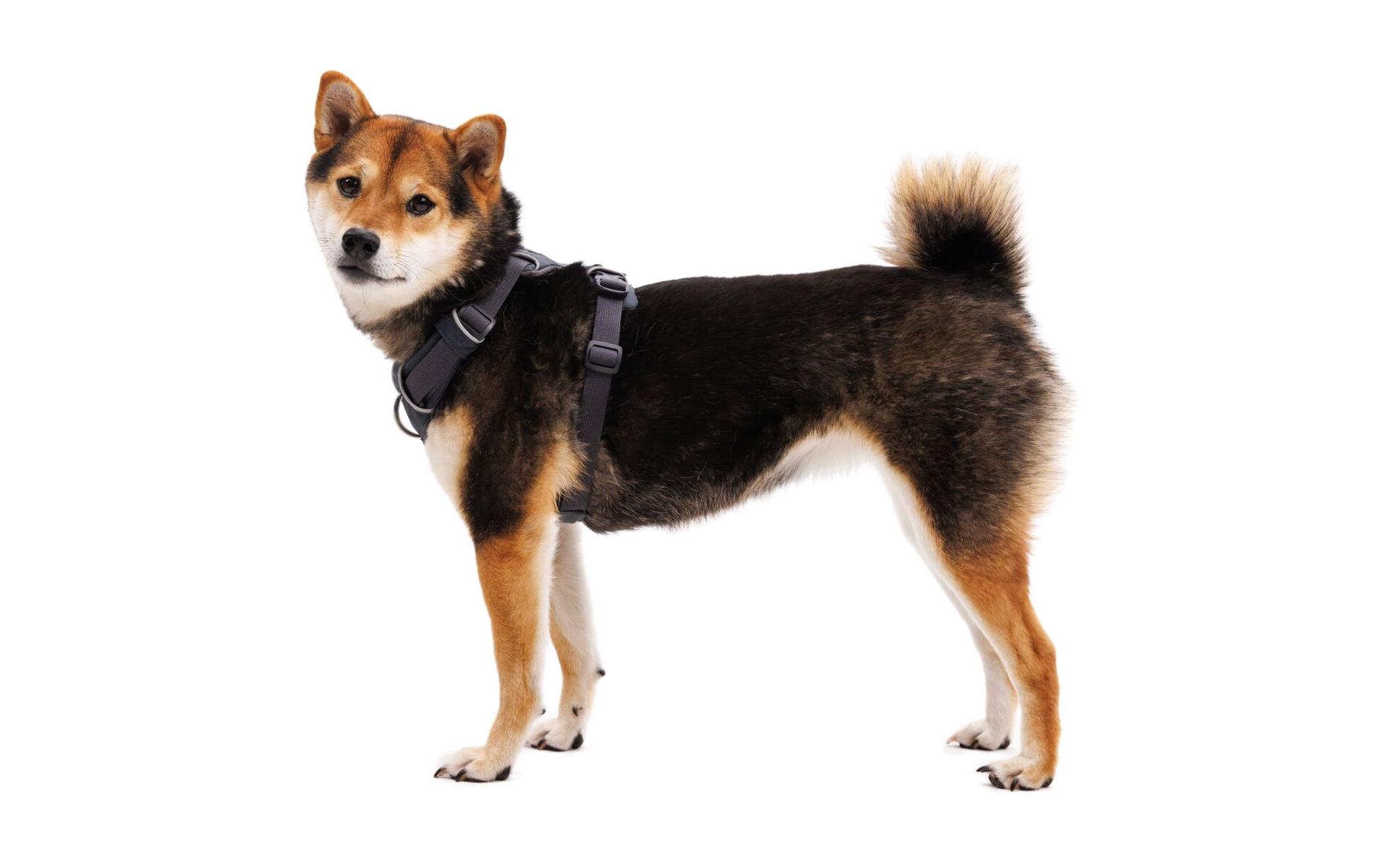 Geschirr Front Range Basalt Gray MediumHundegeschirr