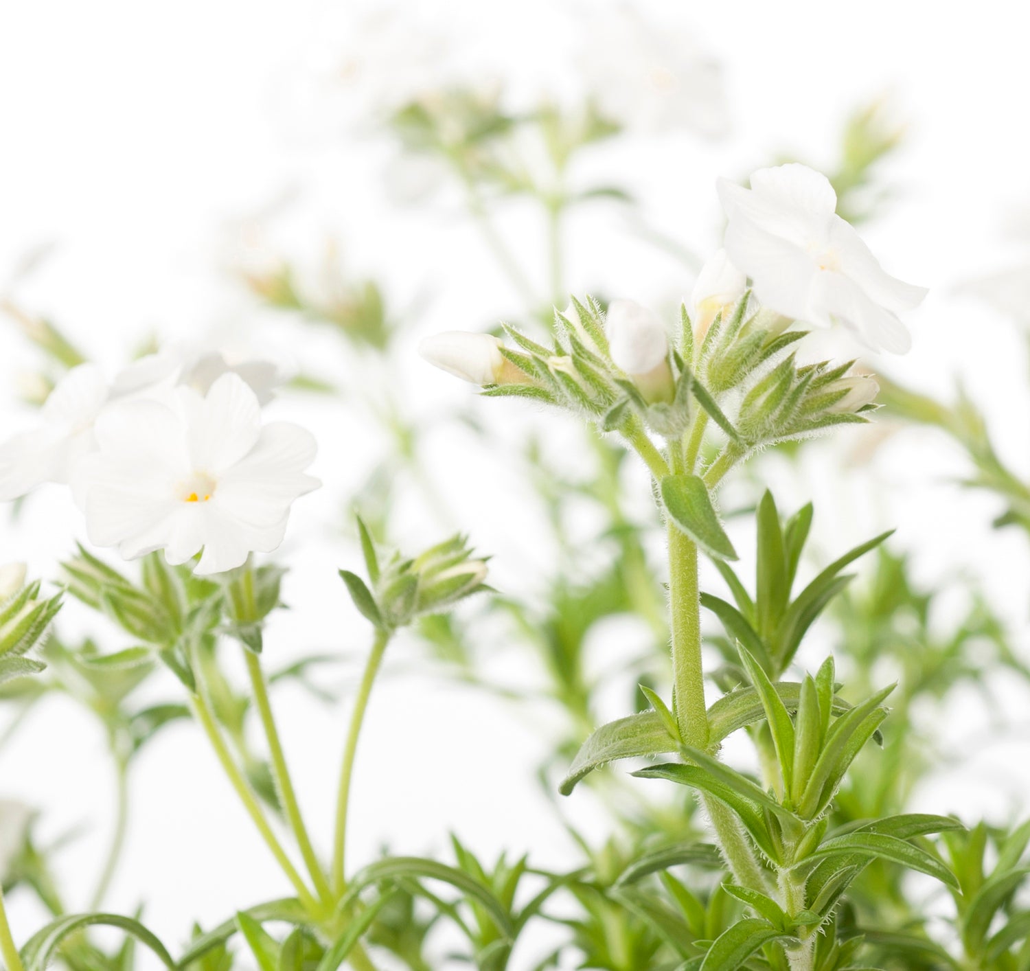 Kruipphlox (Phlox subulata 'Maischnee') D 11 H 10 cm