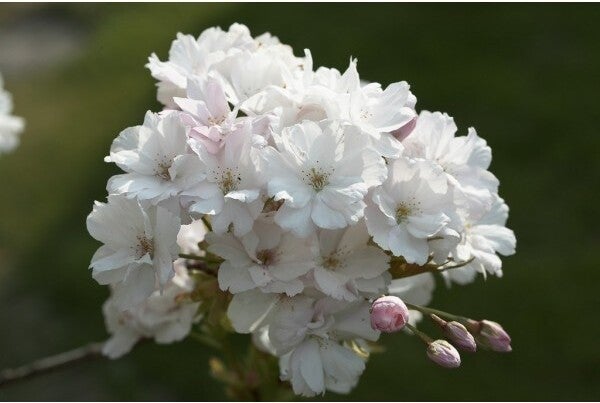 Japanse sierkers struik (Prunus serrulata 'Amanogawa') H 175 cm