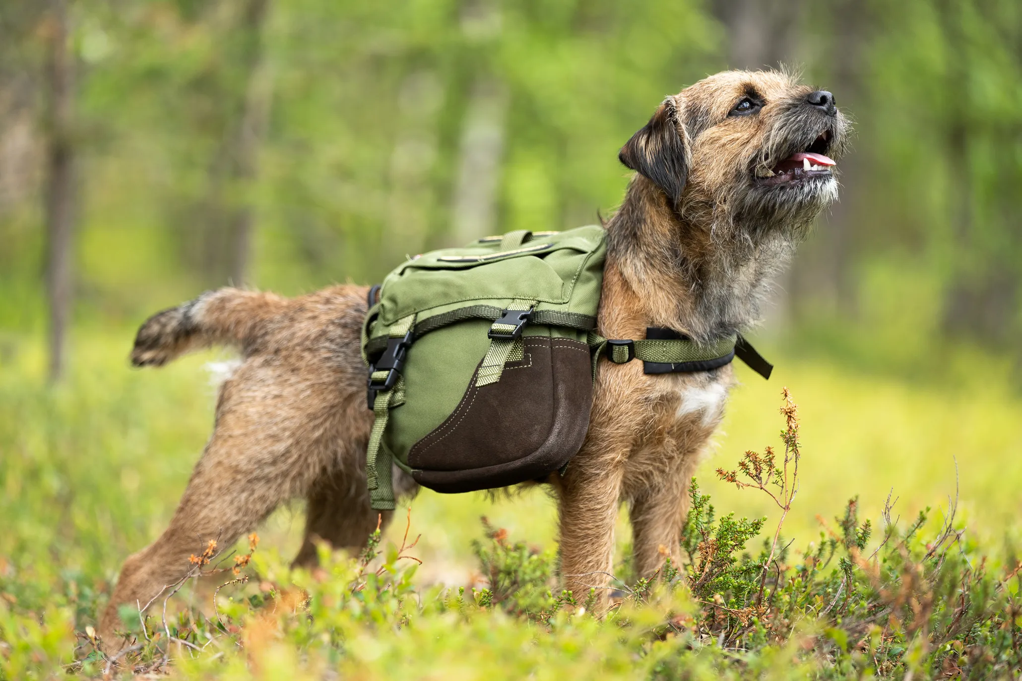 Seleverkstedet Togo hundekløv Grønn/brun Mini