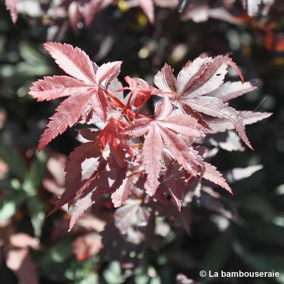 Acer palmatum Skeeter's Broom :C7L h.60/80cm