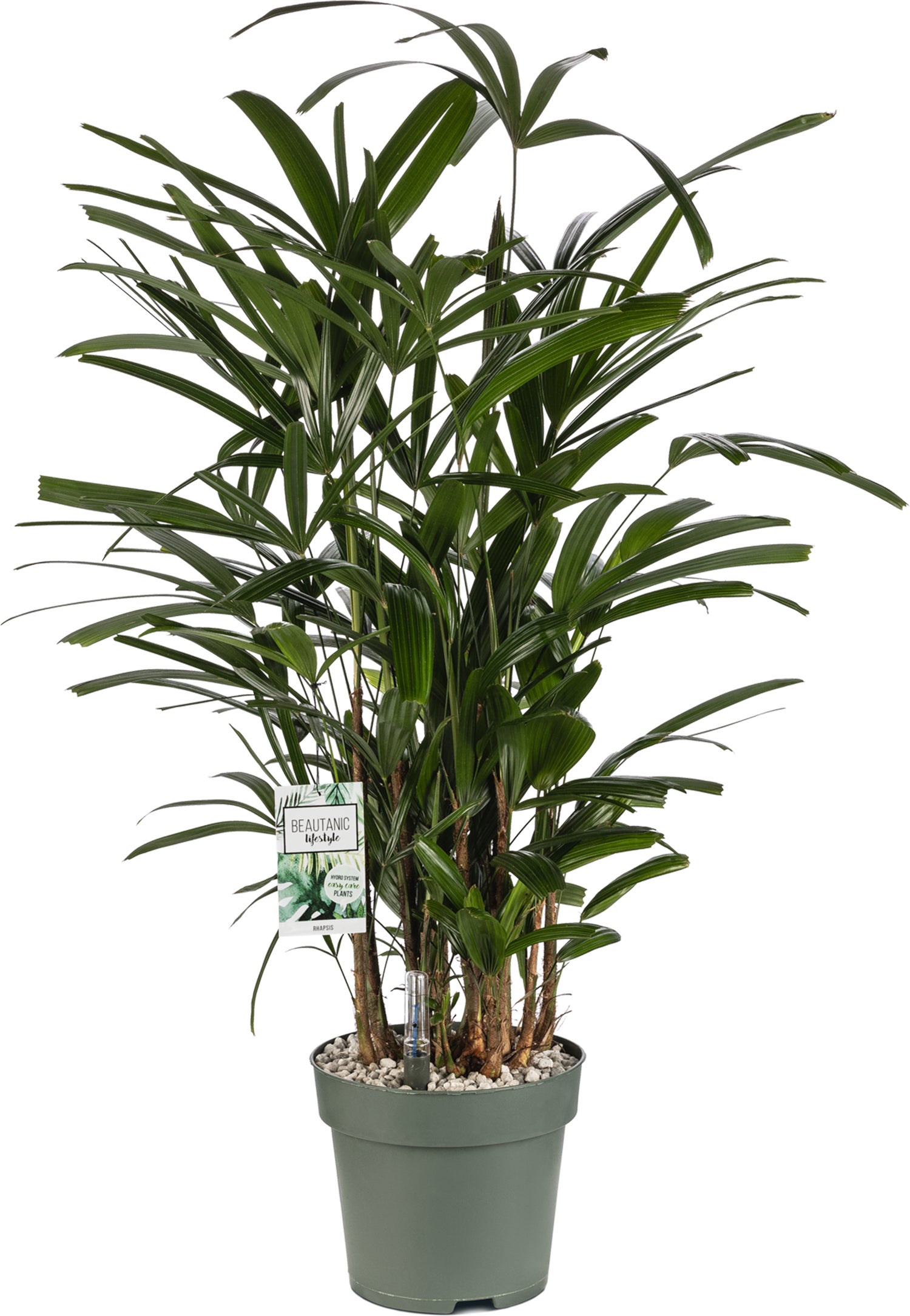 Bamboepalm (Rhapis excelsa) D 24 H 90 cm