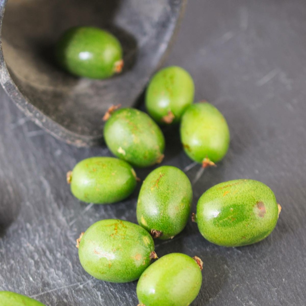 Kiwi de sibérie arguta vitikiwi® (autofertile)/actinidia arguta vitikiwi® (autofertile)[-]godet - 5/20 cm