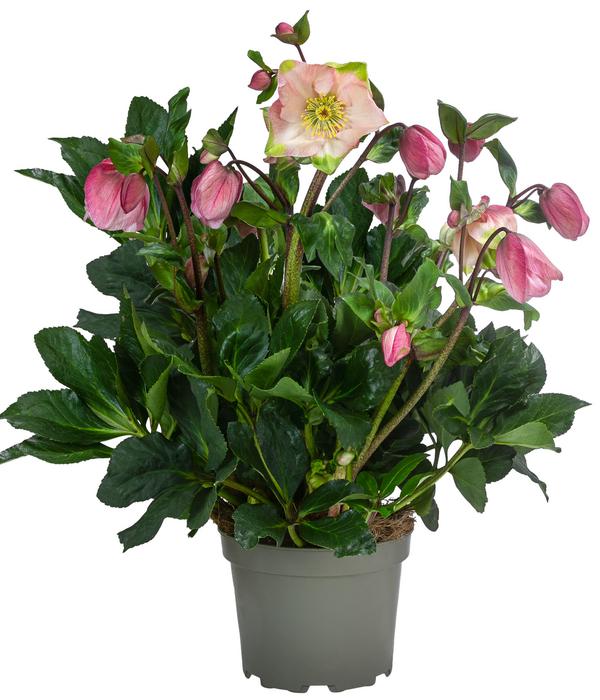 Christrose 'HGC® Winter Ballet® Katie'